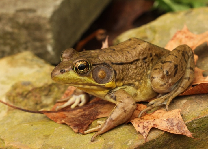 Green Frog
